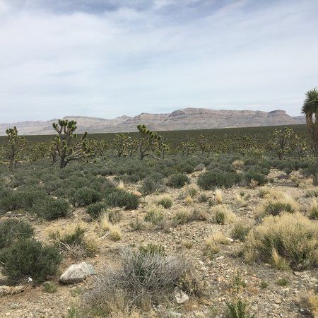 Joshua Tree Forest